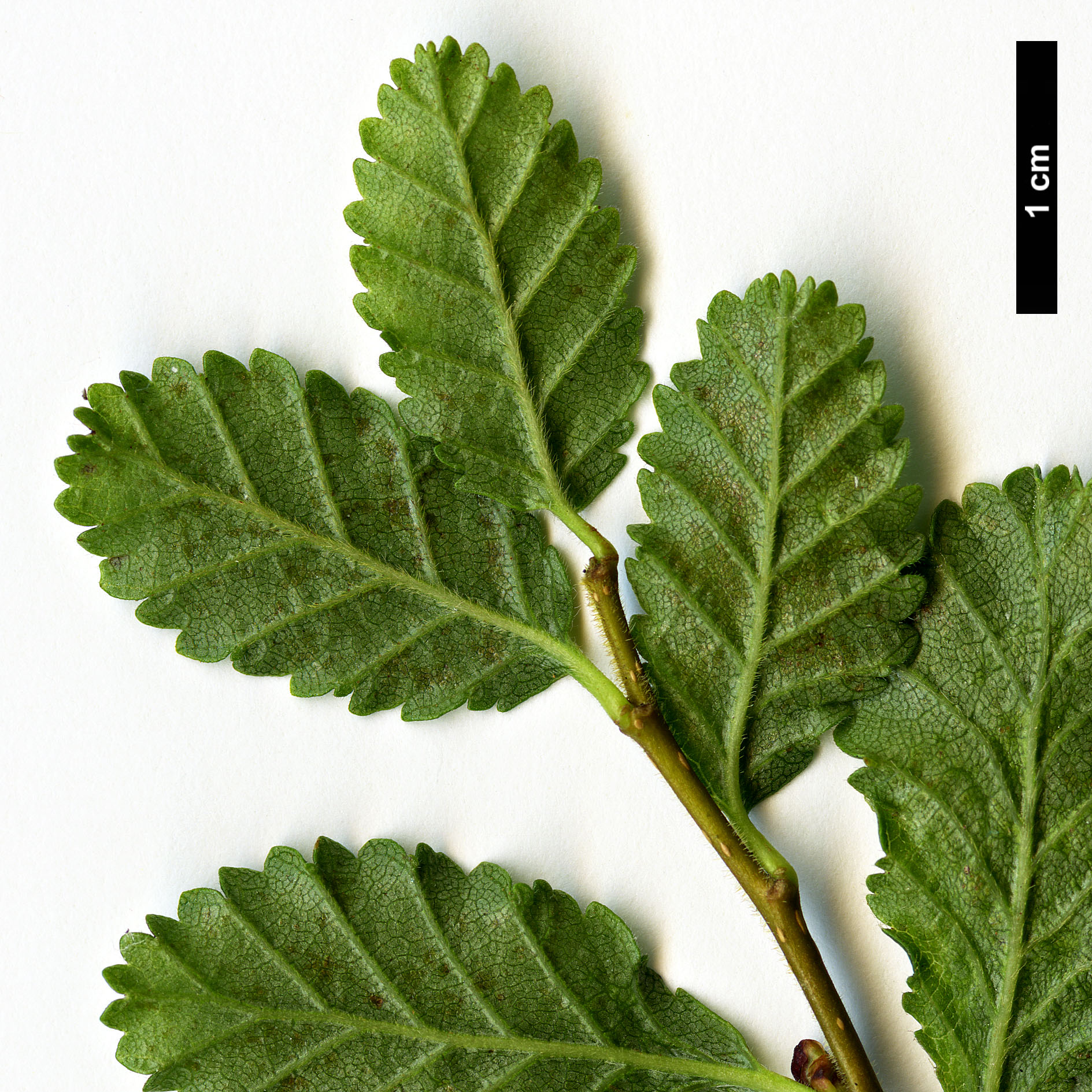 High resolution image: Family: Nothofagaceae - Genus: Nothofagus - Taxon: pumilio